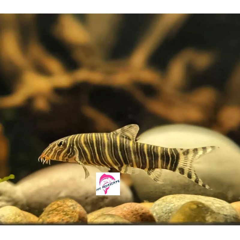 Hiasan aquarium|Ikan hias botia|Crombotia zebra aquascape|ikan pembersih