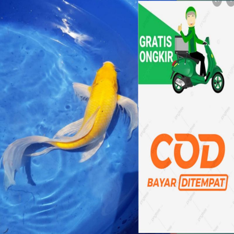 Hiasan Platinum/ogon