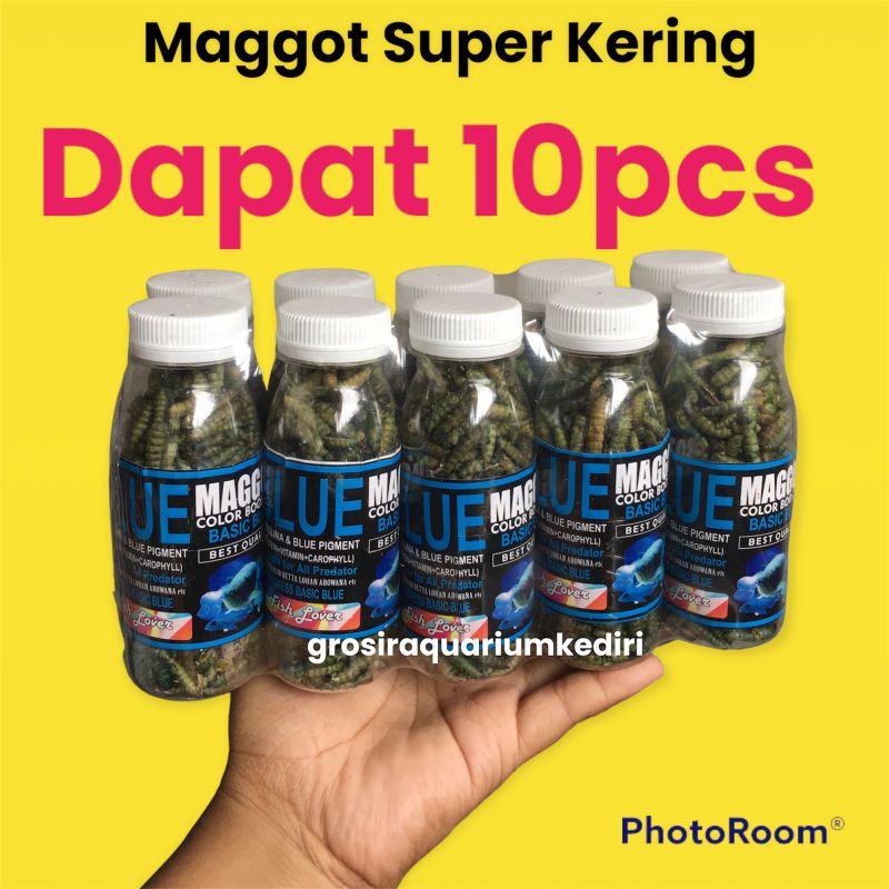 10pcs Maggot BSF Blue Red Yellow Pakan Channa