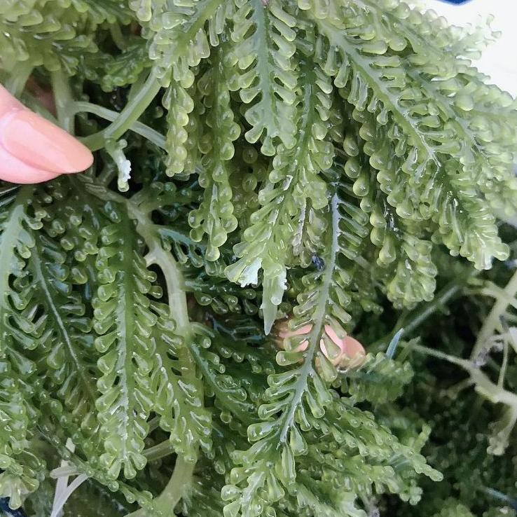 ((G-1.I✪)) Anggur laut 1 kg/ Latoh 1 kg / Lawi-lawi / Bulung Boni / Umi Budo / Green Caviar top prod