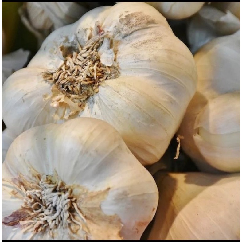

1bongol bawang putih