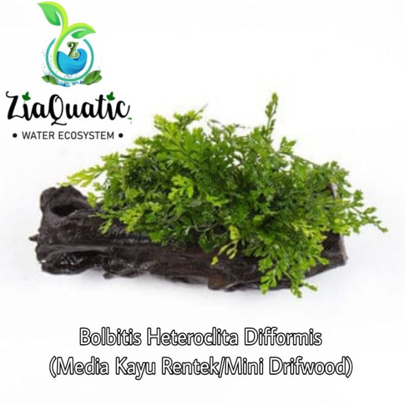 Ornament Aquascape Bolbitis Heteroclita Difformis Media Kayu Rentek / Mini Drifwood