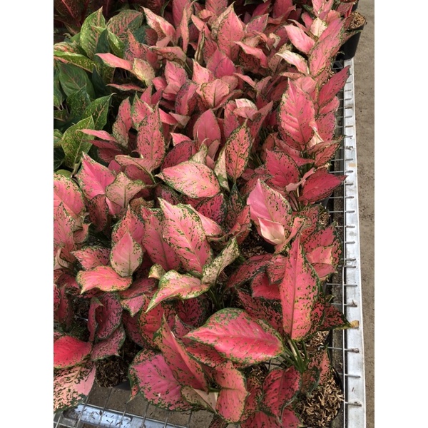 Aglaonema Sexy Ruby