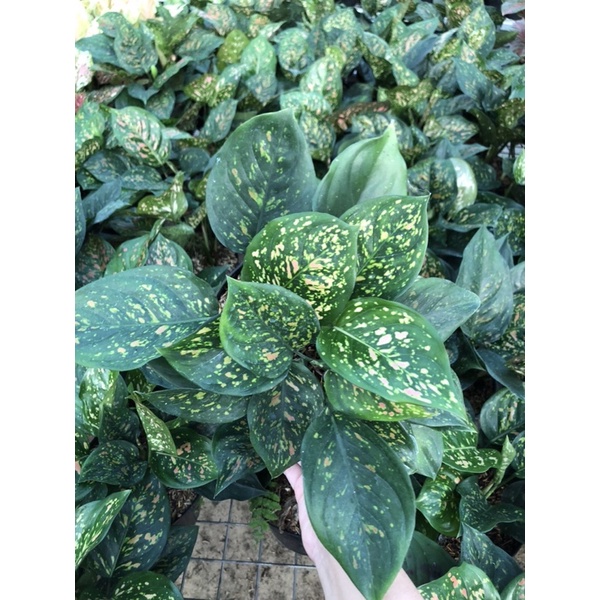 Aglaonema ruby chiangmay rumpun 3+