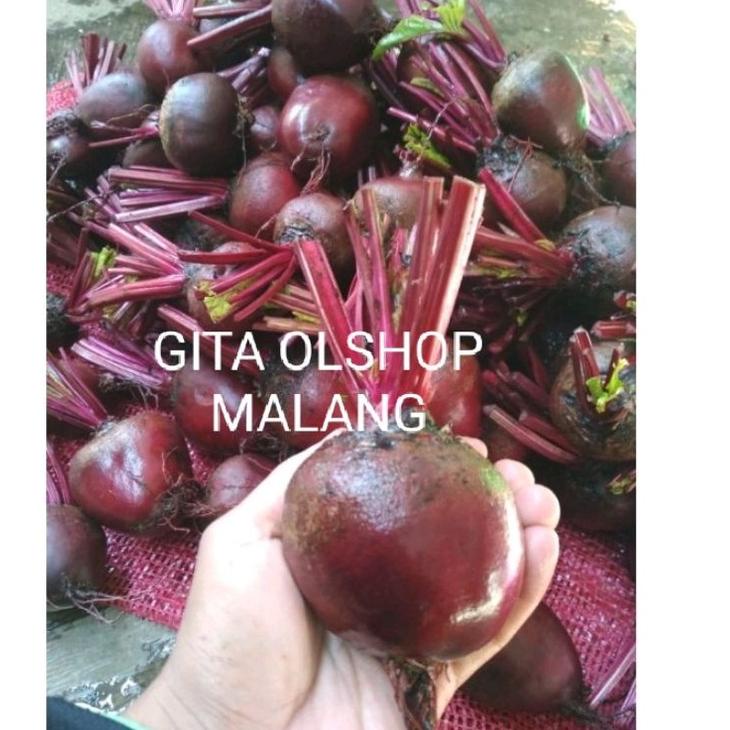 

➞ BUAH BIT SEGAR 1KG BEETROOT FRESH DARI KEBUN / bit merah ヴ