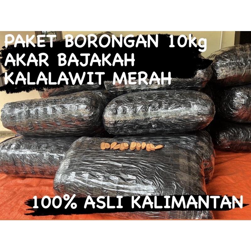 

Akar Bajakah Kalalawit Merah 10 kg Asli Kalimantan (Tanpa Kemasan)