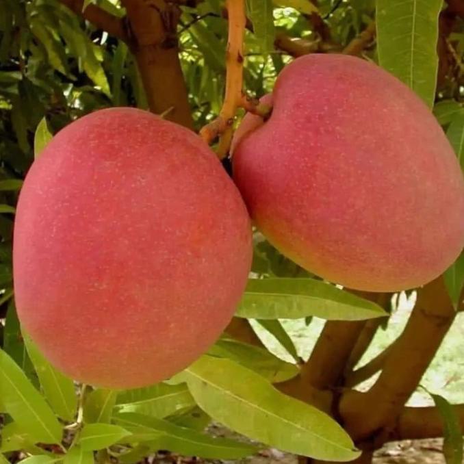 Bibit tanaman Mangga Miyazaki Original AAAA