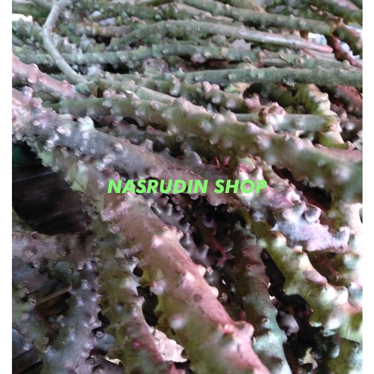 Fresh Segar BROTOWALI 50 CM / BIBIT BROTOWALI / BIBIT STEK BROTOWALI / AKAR BROTOWALI SEGAR