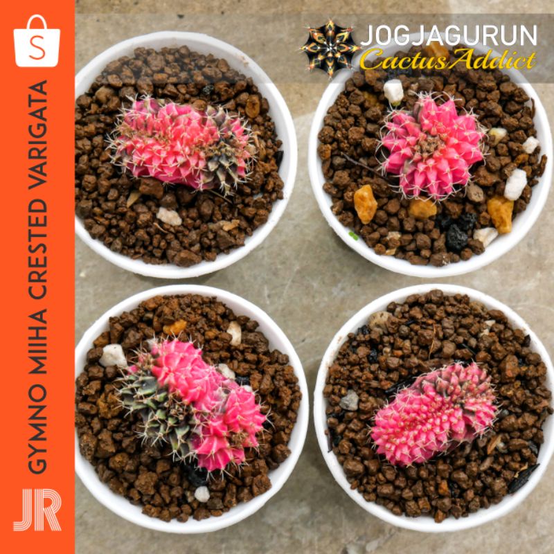 Kaktus Gymno Miha Crested Varigata Seedling