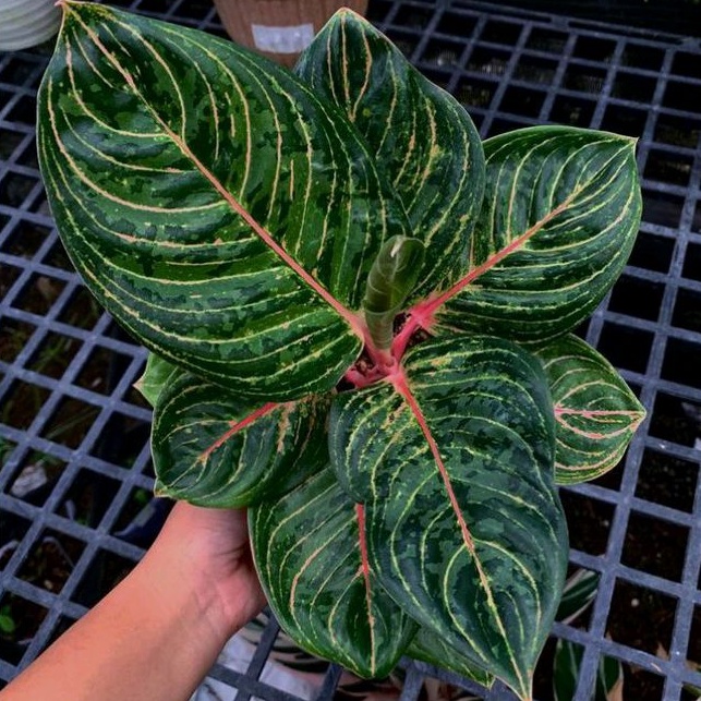 (COD)aglonema kanaya bonggol/bonggol kanaya