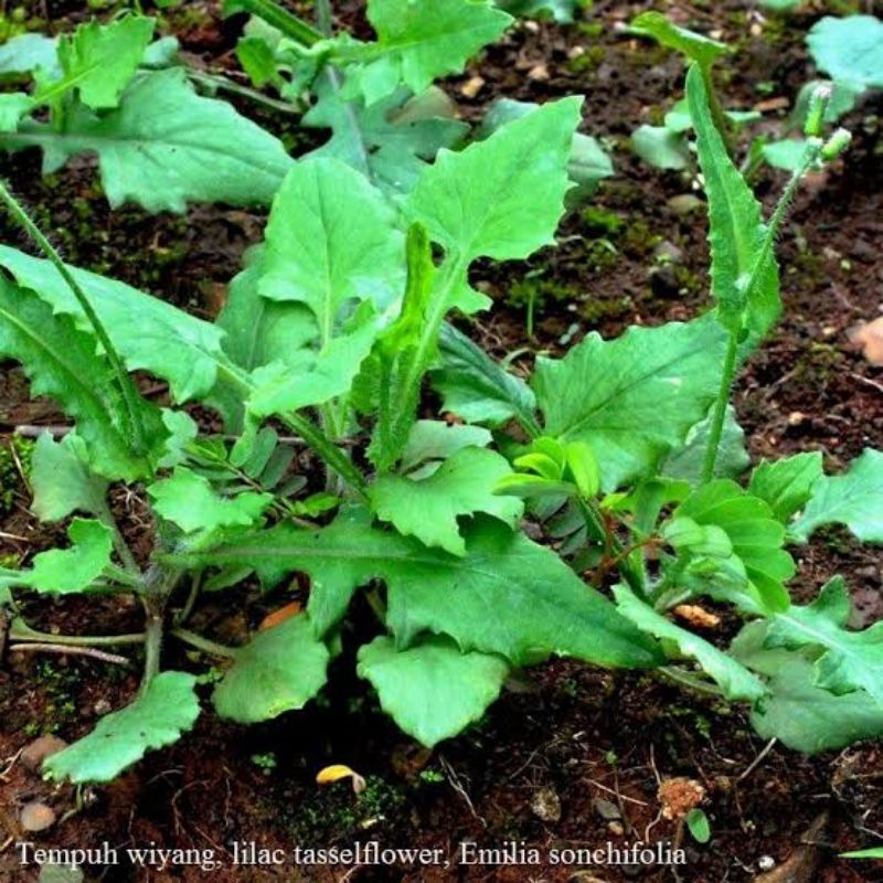 DAUN JONGHE | TEMPUH WIYANG | 500 gr