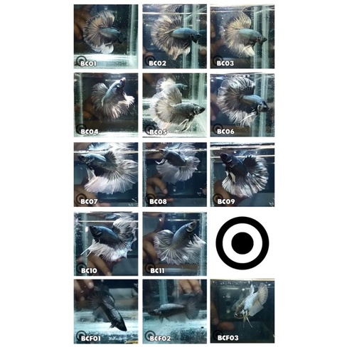 Cupang Halfmoon Black Cooper Line Black Gold