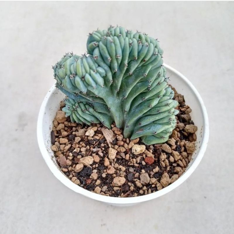 Kaktus Myrtillo Cristata