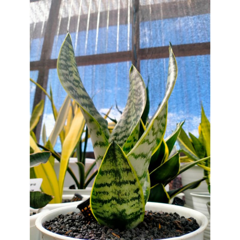 Sansevieria Futura Superba Variegata