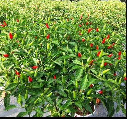 ORIGINAL% benih bibit cabai cabe rawit bara 500 butir cap panah merah kemasan pabrik