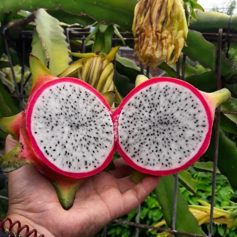 Pupuk Organik Pelebat Buah Dan Booster Buah Naga Cepat Berbuah Lebat