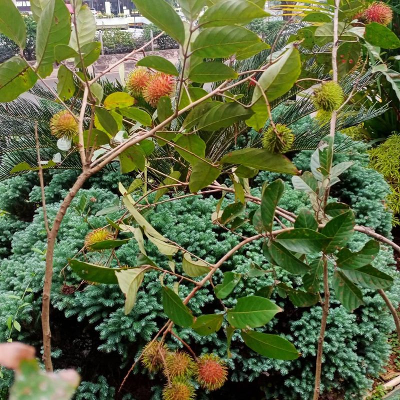 Pupuk Booster Organik Pelebat Buah Rambutan  Dan Perangsang Agar Cepat Berbuah