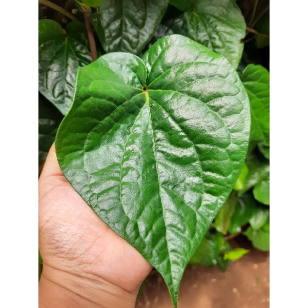 

daun sirih organik 50 lembar