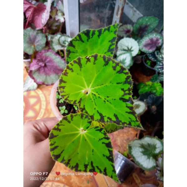 anakan begonia bowoare jive