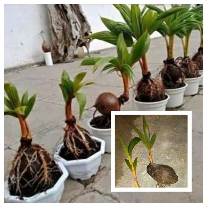 BIBIT TANAMAN BAHAN BONSAI KELAPA GADING ORANGE