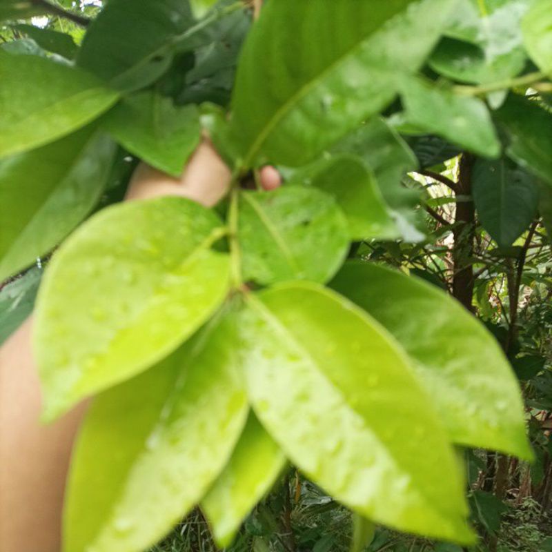 

Daun Salam