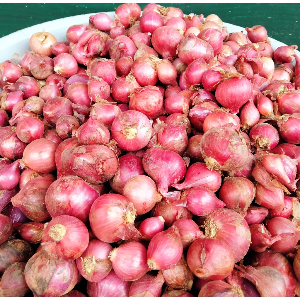

bawang merah jumbo