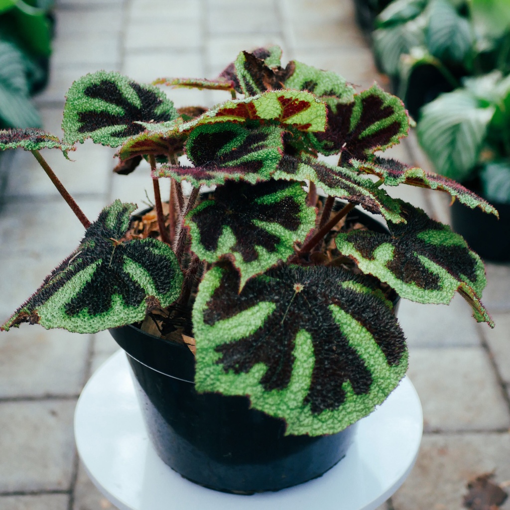 Tanaman Hias Begonia Iron Cross Tapak Macan - Bunga Begonia MASONIANA IRON CROSS