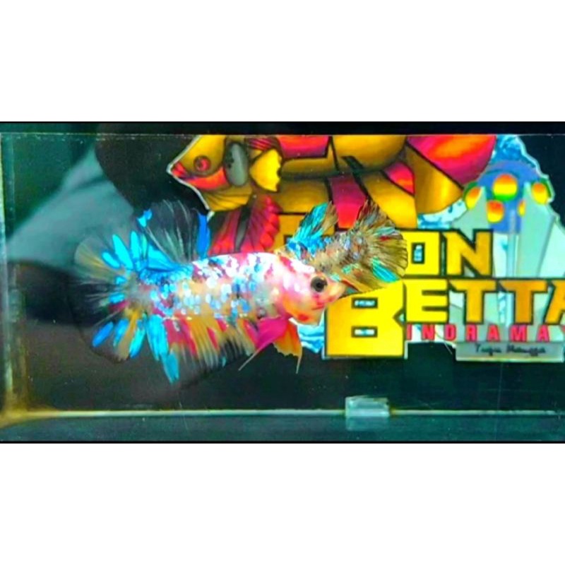 Nemo Multicolor/ Ikan Cupang/ Cupang Multi/ Cupang/ Betta Multicolor