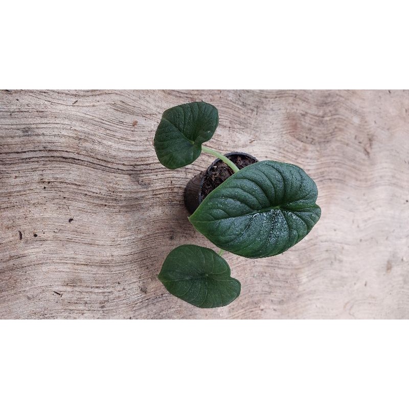 Alokasia badak alocasia Rhino skin