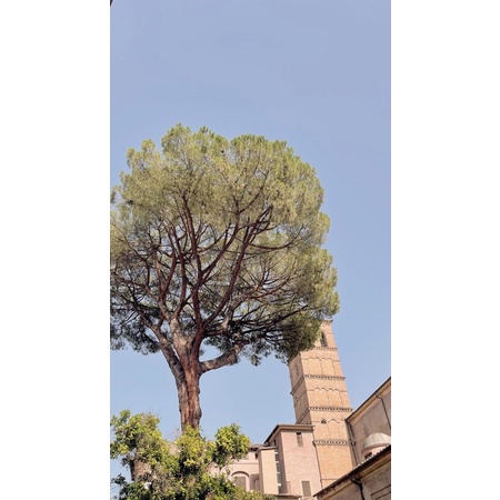 pc blackpink & brightwin