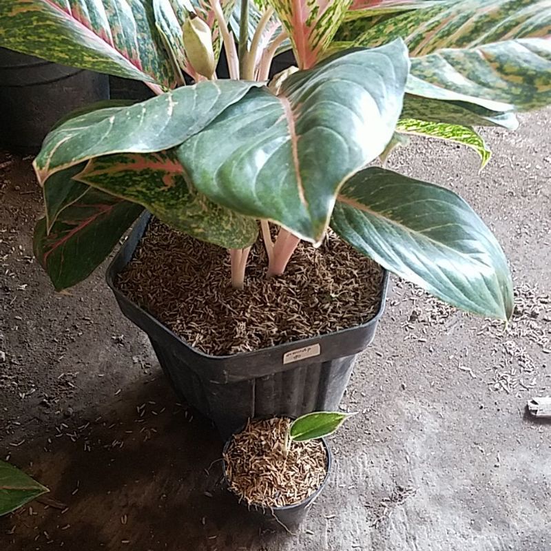 Tanaman hias aglonema  big papa besar dan aglonema white lipstik.