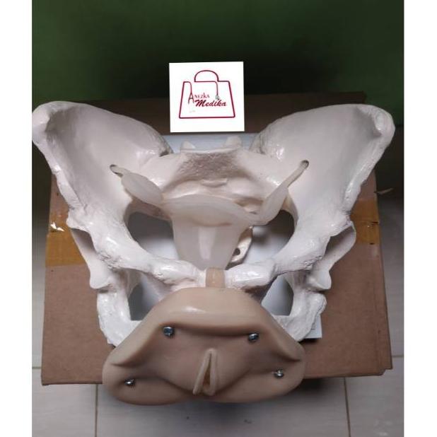Phantom Manikin Kerangka Panggul Kelamin Wanita