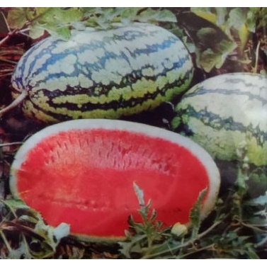 5 Benih Semangka Inul RED NEW DRAGON F1 Benih Semangka Lonjong Semangka Hibrida Tafung Ta Fung