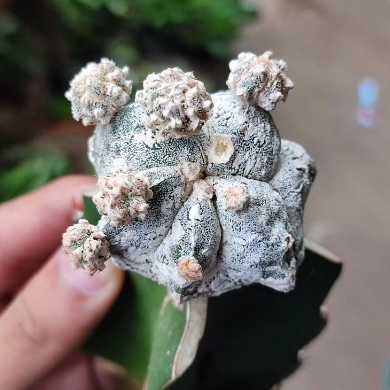 Kaktus Astrophytum Hakuun Cluster Graft