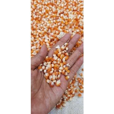 REALPICT JAGUNG KERING KECIL JAGUNG MANUK PAKAN BURUNG, AYAM, TERNAK