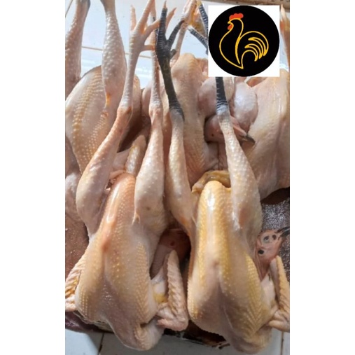 

Ayam Kampung Large berat 900-1000