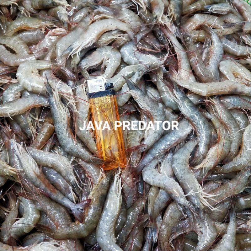 

udang api beku size besar 500 gr