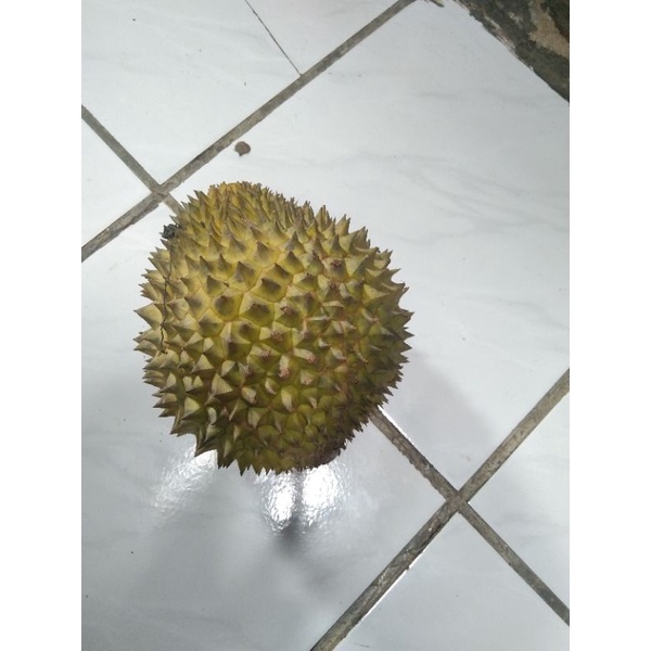 

buah durian