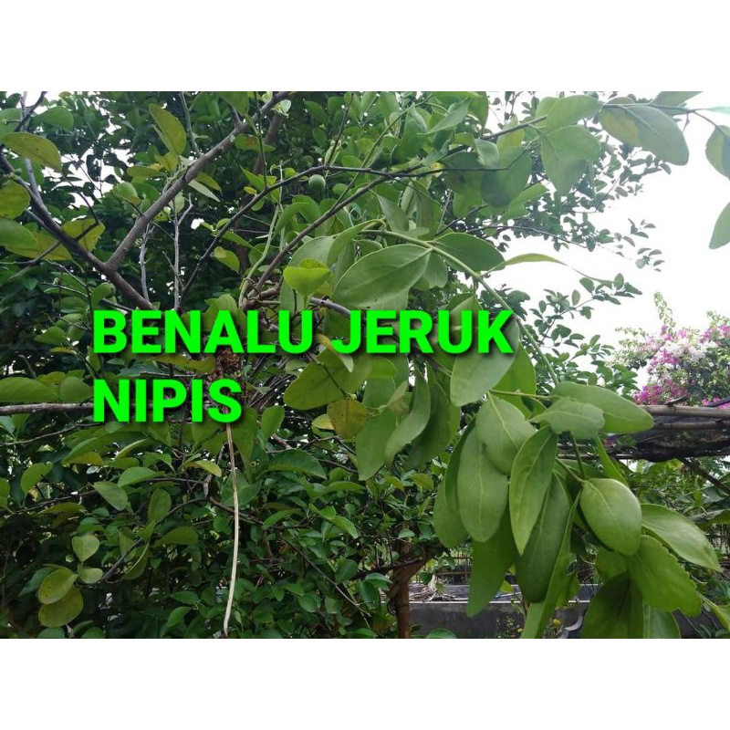 

BENALU JERUK NIPIS KERING HIJAU 1000 GRAM (PREMIUM QUALITY)