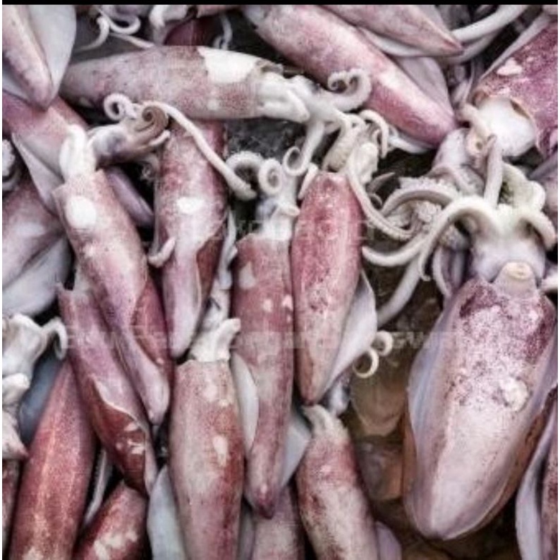 

CUMI ASIN/IKAN CUMI ASIN Fres 100-500G KHAS INDRAMAYU