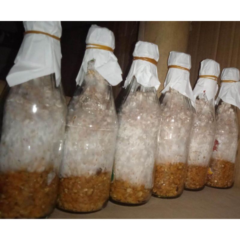 Bibit Jamur F1 Tiram Putih Bibit Unggul Kualitas Terbaik Sayuran Jamur Tiram