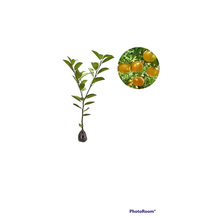 Bibit Tanaman Jeruk Siem Pontianak Okulasi Jeruk Keprok