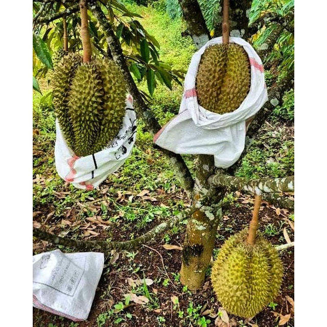 Pupuk Organik Pelebat Buah Dan Booster Durian Cepat Berbuah Lebat