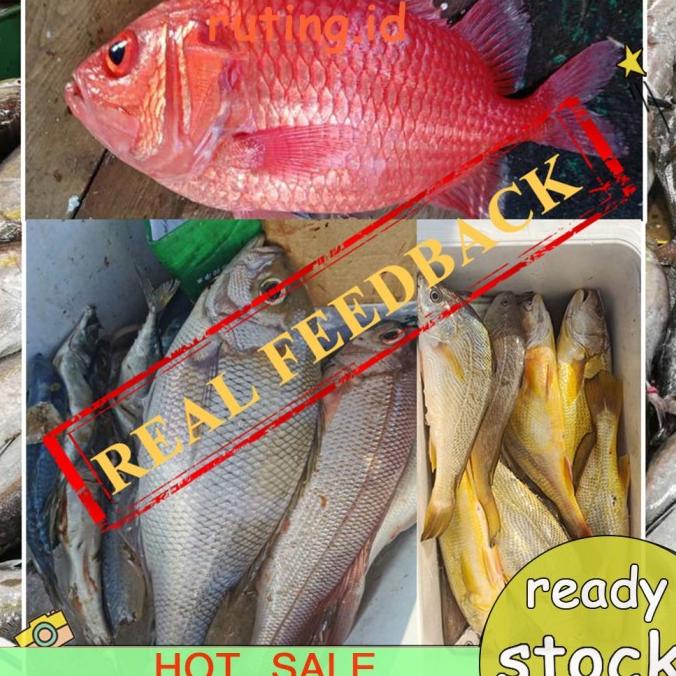 BD (Ruting) Umpan Pancing Bentuk Cacing Kering Untuk Air Tawar / Laut