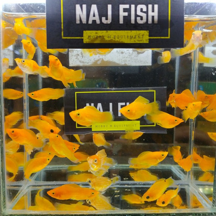 Ikan Molly Balon Red Chili Cakep Penghias AquariumAquascape Gojek Only