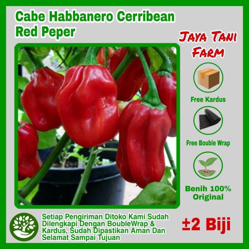 2 Biji Benih Cabe Cabai Hebbenero Cerribean Red Hot Pepper / Benih Sayuran / Bibit Tanaman / Bibit S