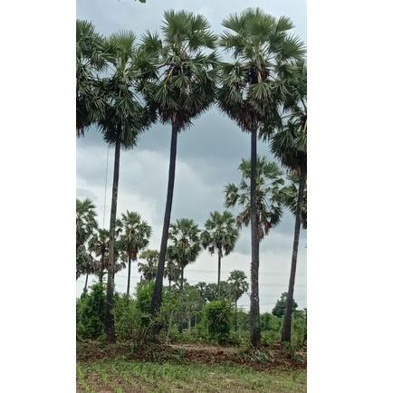 

(K-F4F(♥) Buah Siwalan/buah lontar/buah ental khas kota Tuban pasti dikirim