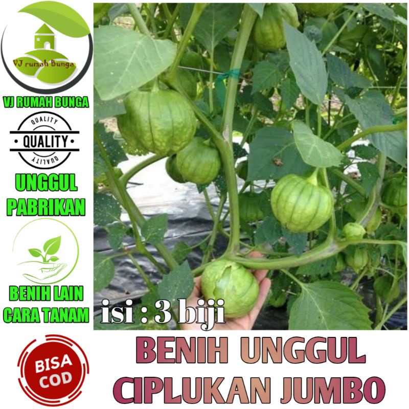 Benih Bibit Buah Ciplukan Jumbo import Bibit Ciplukan