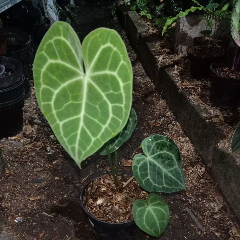 anthurium clarinervium