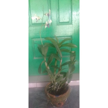 anggrek dendrobium dewasa rimbun